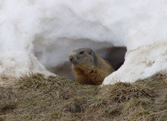 marmotta marmotta
